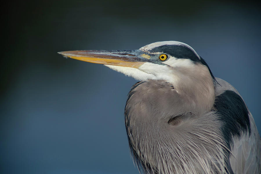 Great Blue Heron Photograph by Gunter Weber | Fine Art America