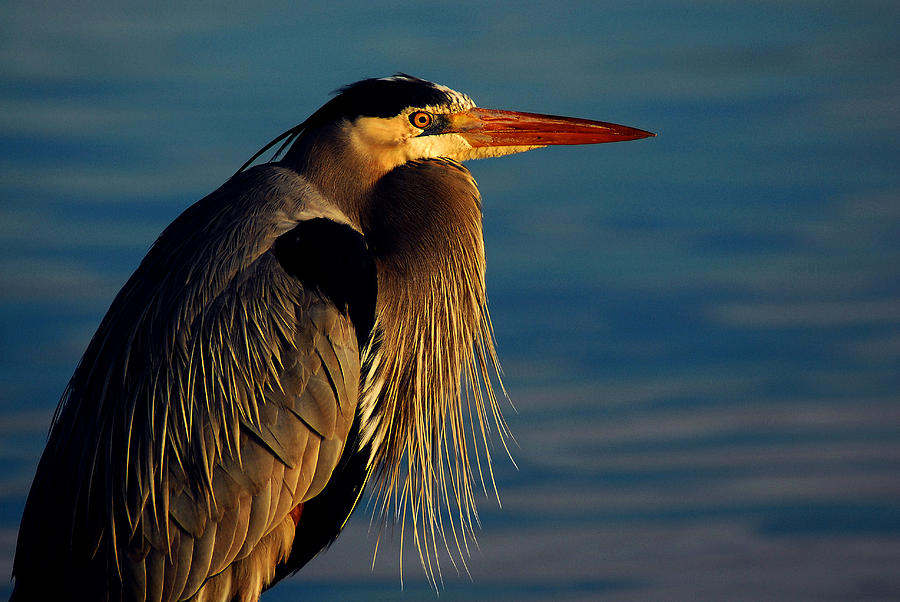 Great Blue Heron Photograph by Harry Spitz