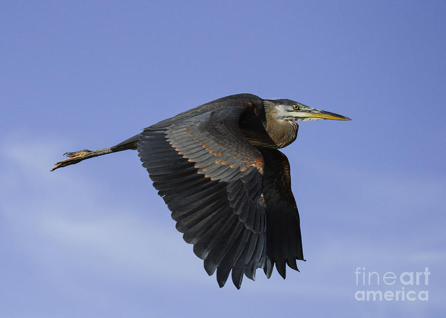 Heron Photograph - Great Blue Heron by Helen Kubik