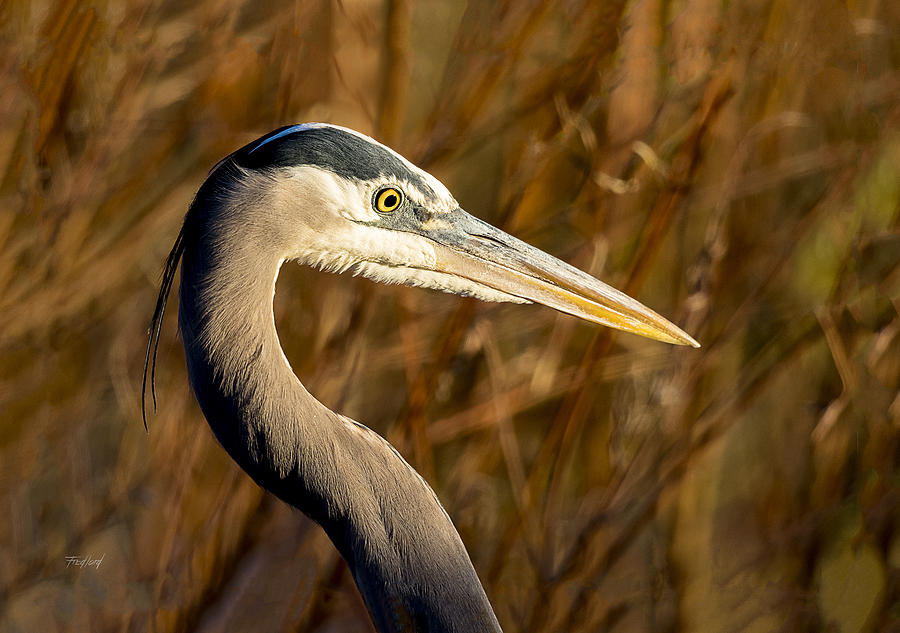 Great Blue Heron Hunting Photograph by Fred J Lord