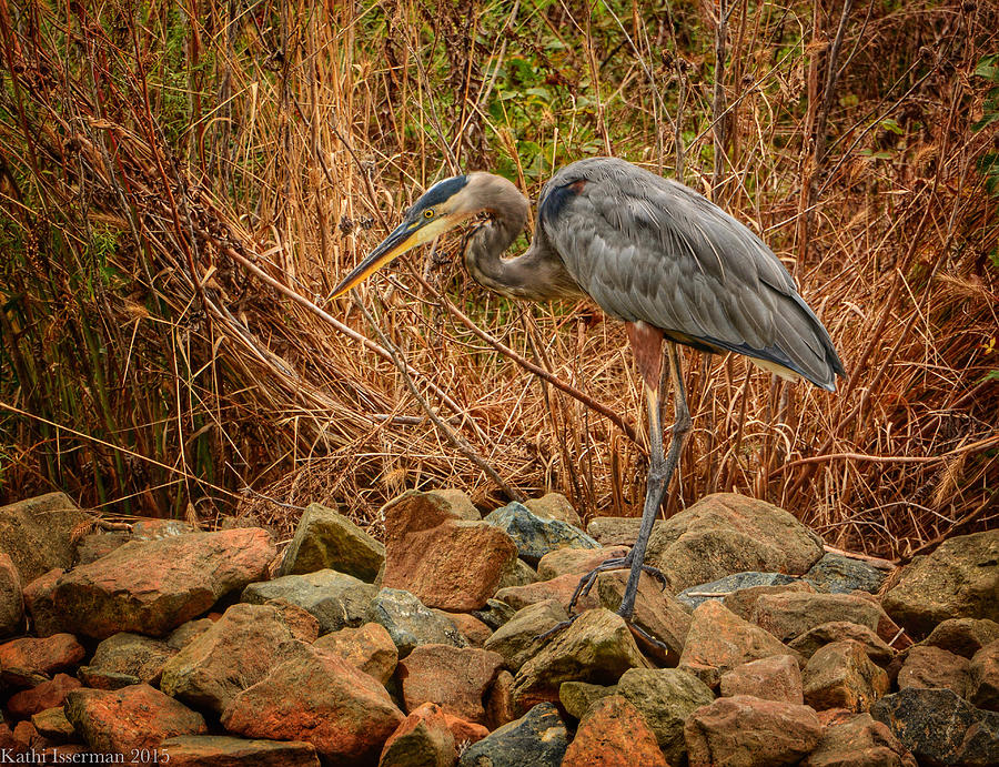 Great Blue Heron I Photograph by Kathi Isserman