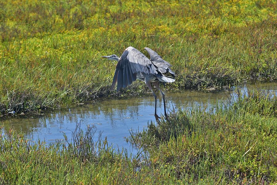 Great Blue Heron I  Photograph by Linda Brody