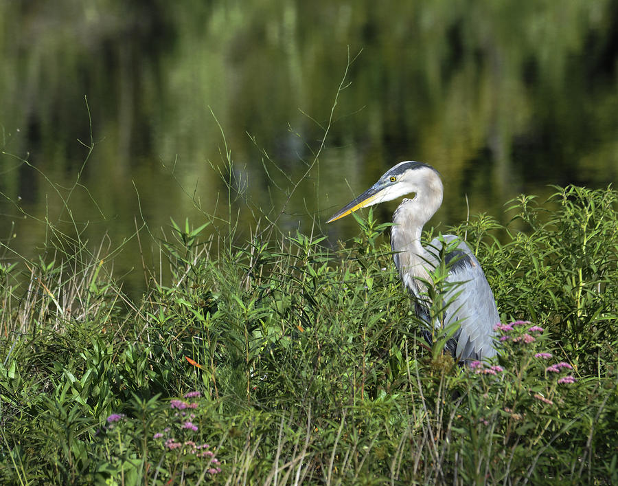 Great Blue Heron II Photograph by Keith Lovejoy