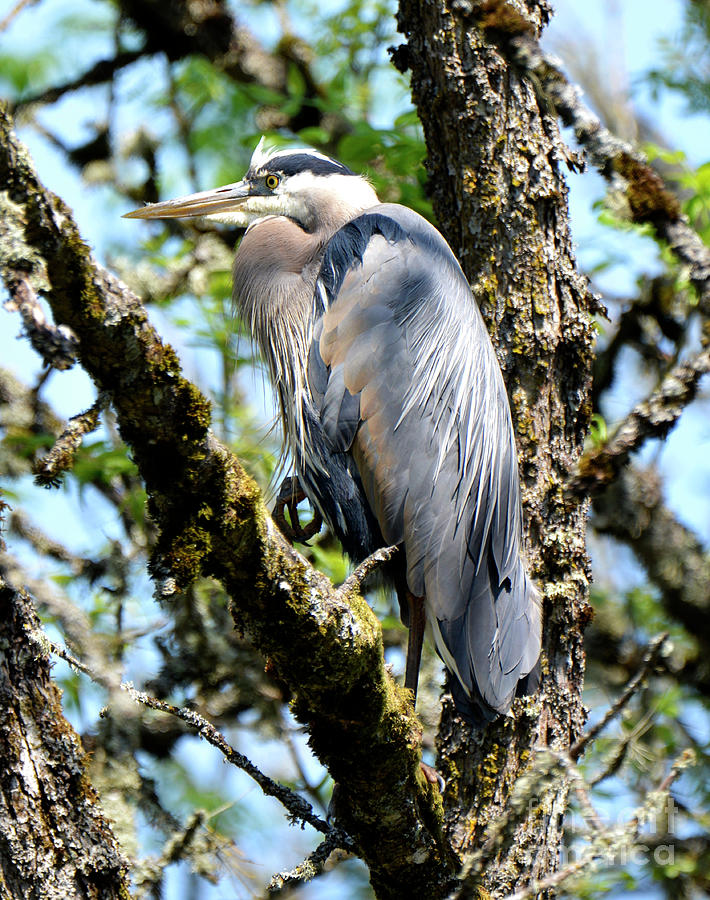 Bird Photograph - Great Blue Heron in a Tree by Denise Bruchman