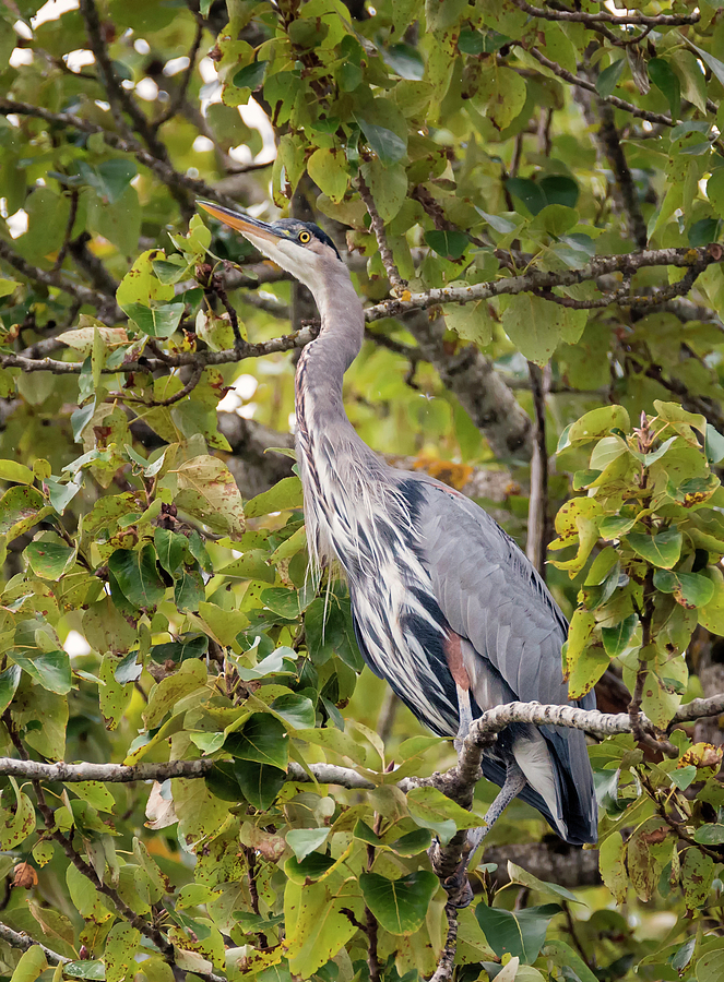 Great Blue Heron in a Tree Photograph by Loree Johnson