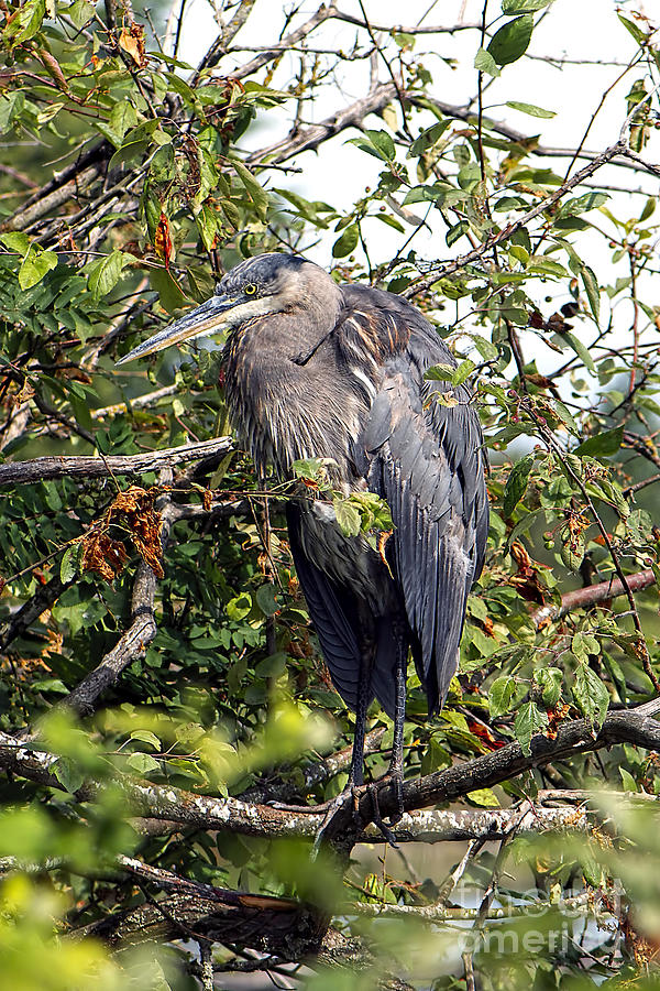 Great Blue Heron in a Tree Photograph by Sharon Talson