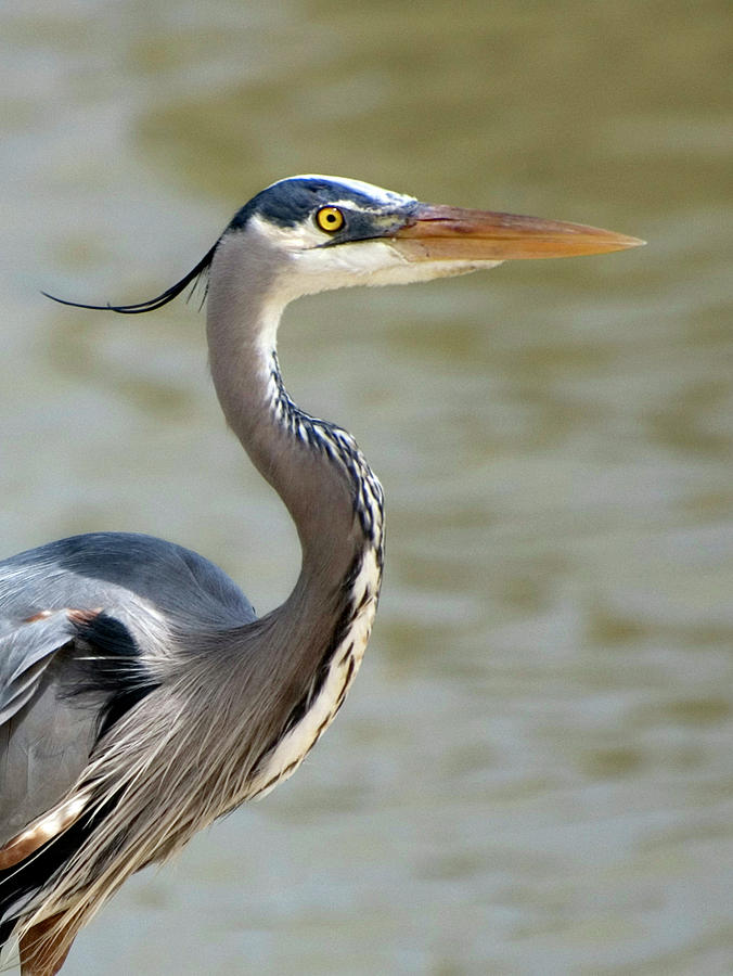 Great Blue Heron in April Photograph by Kathleen Stephens