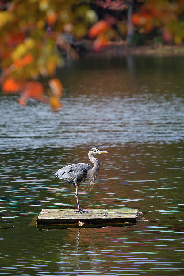 Great Blue Heron In Autumn II Photograph