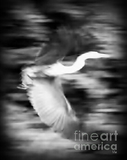 Great Blue Heron in Black and White Photograph by Judy Via-Wolff