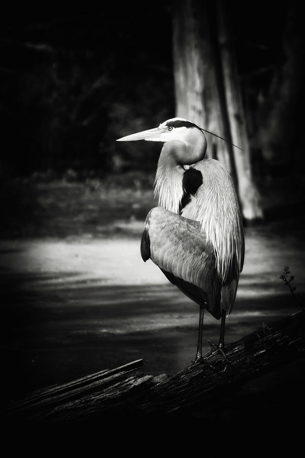 Heron Photograph - Great Blue Heron in Black and White by Michael McStamp