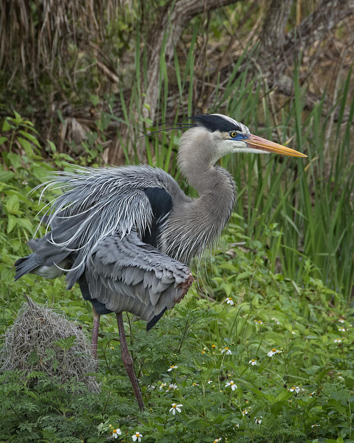 Great Blue Heron in Breeding Color Photograph by Mitch Spence - Pixels