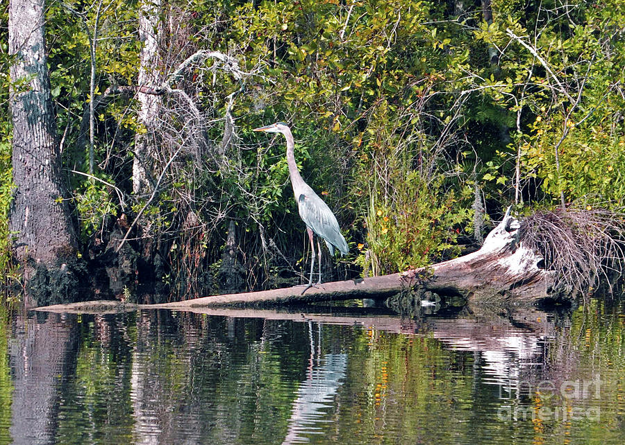 Great Blue Heron In Carolina Photograph by Lydia Holly