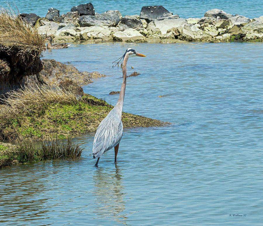 Great Blue Heron In Cove Photograph by Brian Wallace