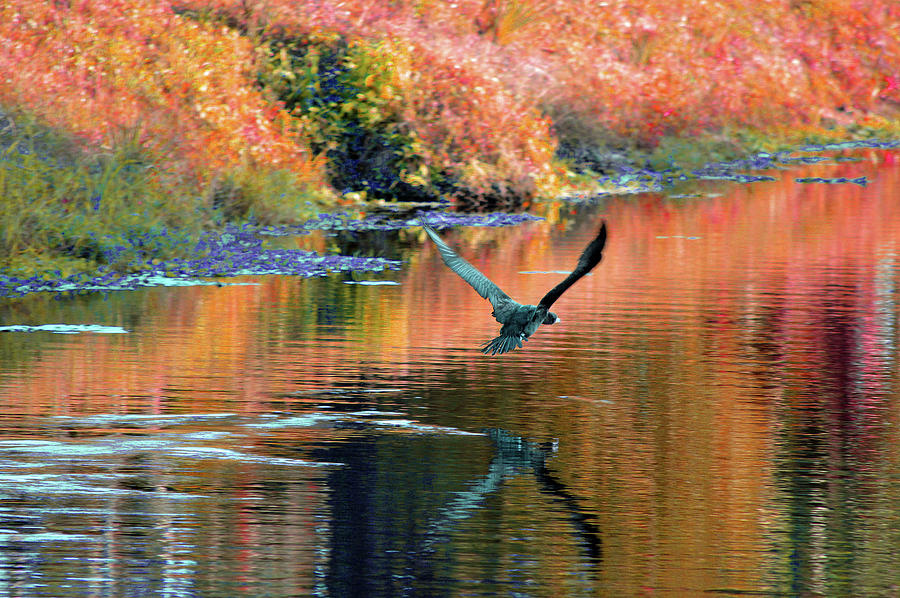 Tree Photograph - Great Blue Heron In Flight 2 by Ken Figurski