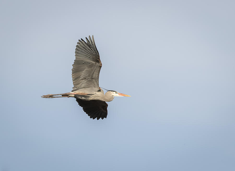 Great Blue Heron In Flight 2015-1 Photograph by Thomas Young