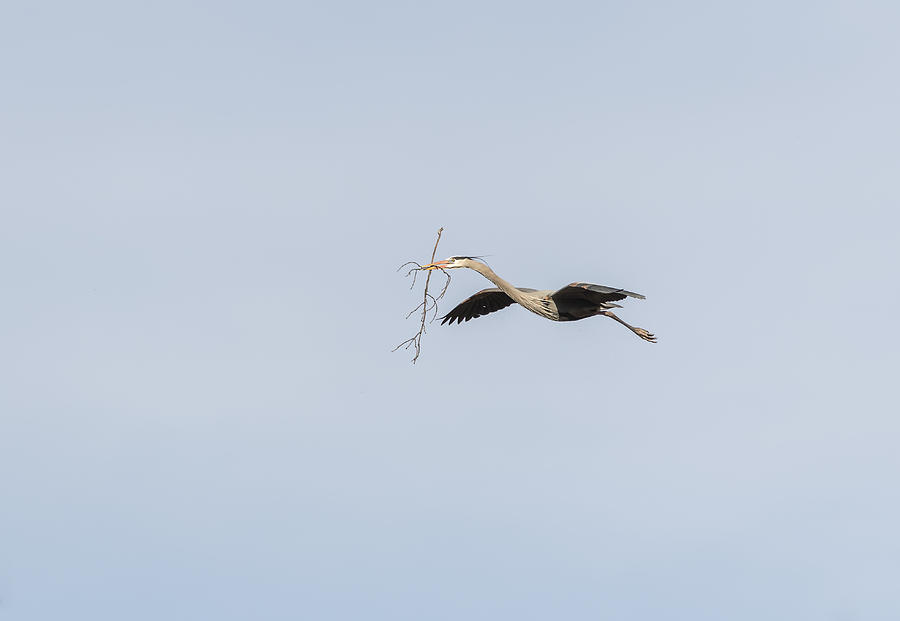 Nature Photograph - Great Blue Heron In Flight 2015-2 by Thomas Young