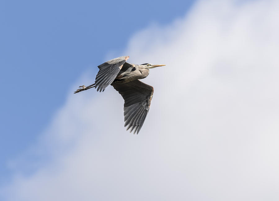 Great Blue Heron In Flight 2015-3 Photograph by Thomas Young