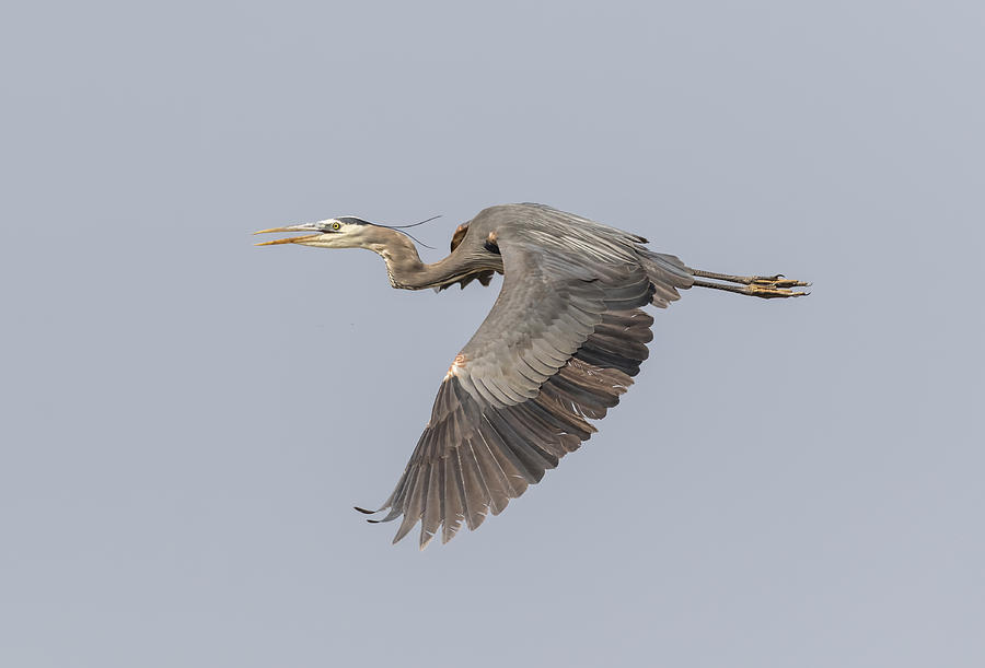 Great Blue Heron In Flight 2015-4 Photograph by Thomas Young