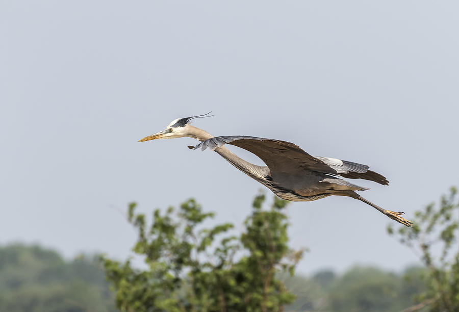 Great Blue Heron In Flight 2015-5 Photograph by Thomas Young