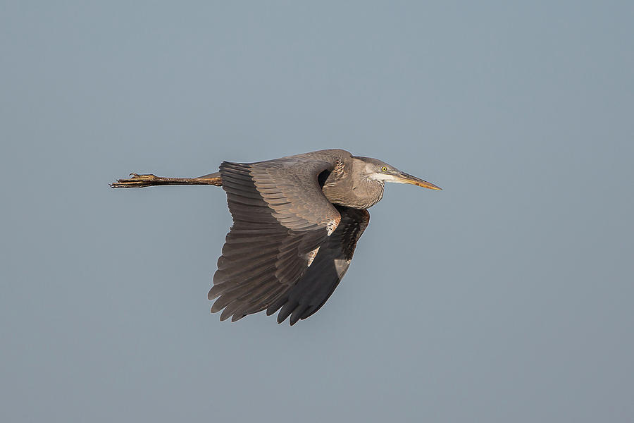 Great Blue Heron In Flight 6 Photograph