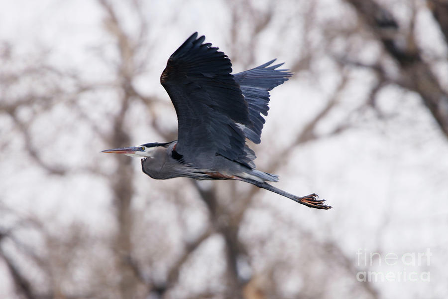 Great Blue Heron in Flight Photograph by Alyce Taylor