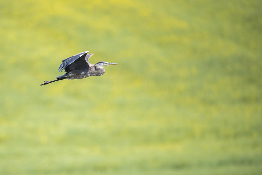 Great Blue Heron In Flight Photograph