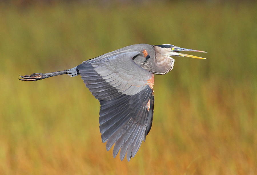 Heron Photograph - Great Blue Heron In Flight by Bruce J Robinson