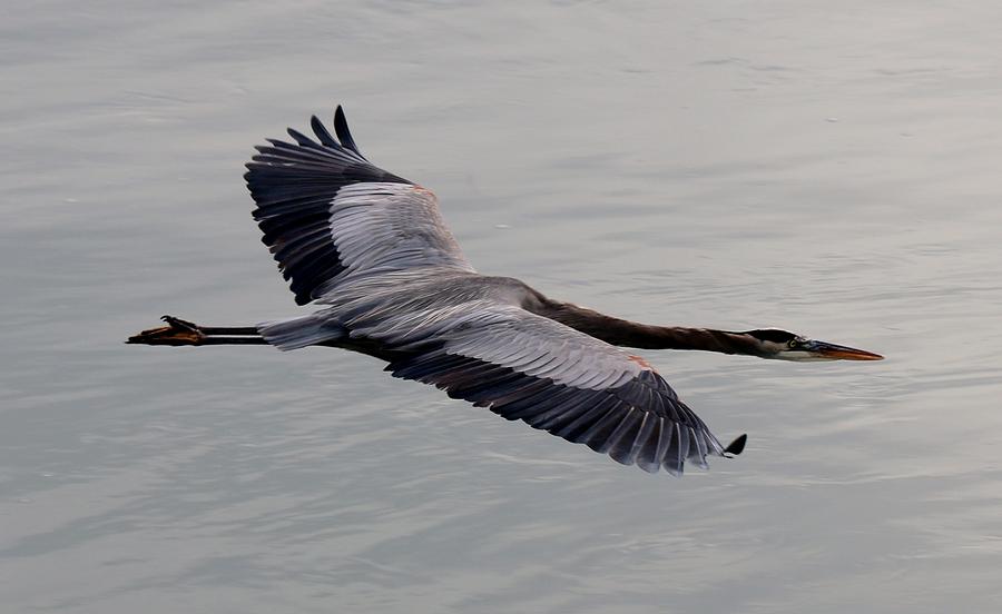 Great Blue Heron in Flight  Photograph by Christy Pooschke