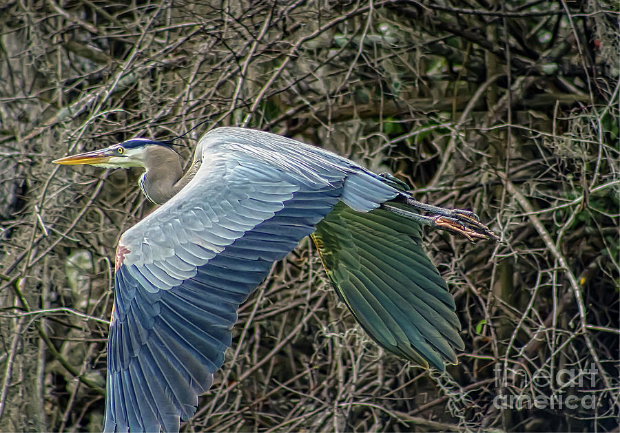 Great Blue Heron in Flight Photograph by DB Hayes