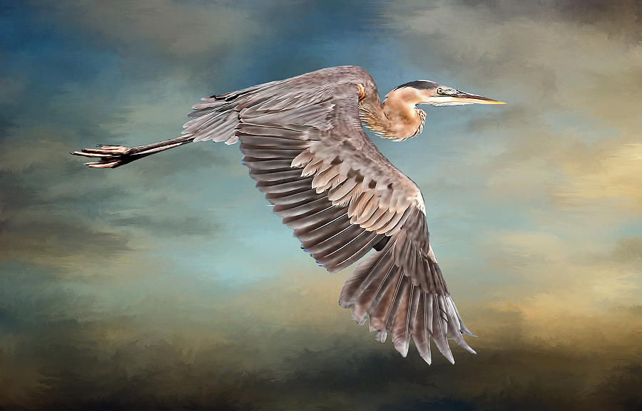 Great Blue Heron In Flight Photograph by HH Photography of Florida
