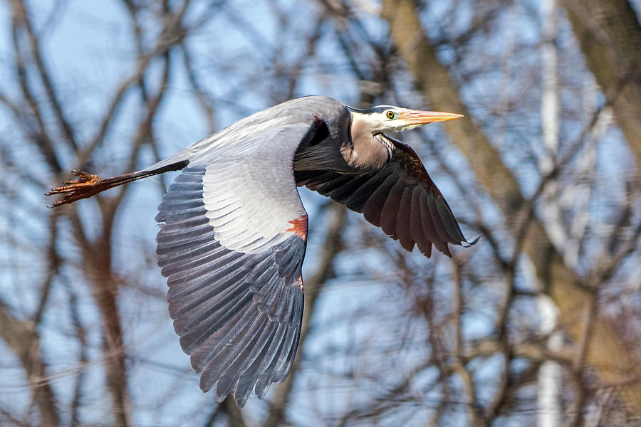 Great Blue Heron in Flight Photograph by Ira Marcus