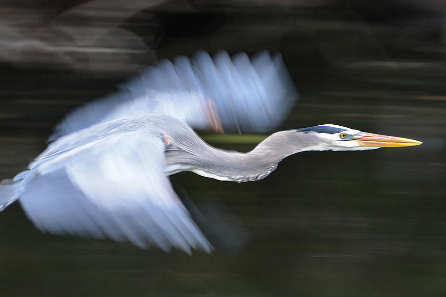 Great Blue Heron in Flight Photograph by Jerry Griffin