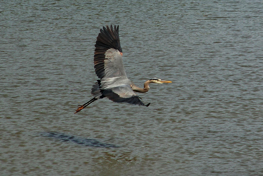 Great Blue Heron in Flight Photograph by Kathleen Stephens
