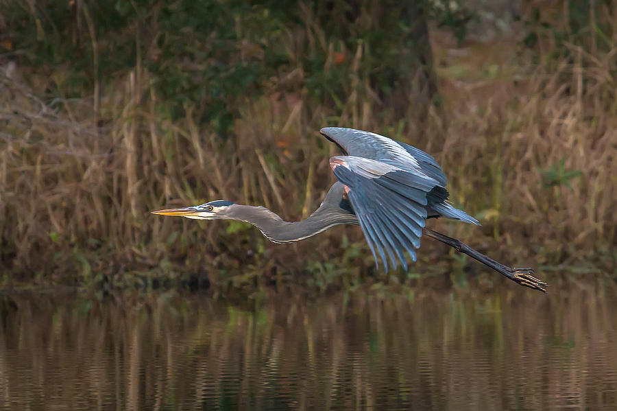 Great Blue Heron in flight Photograph by Kevin Giannini