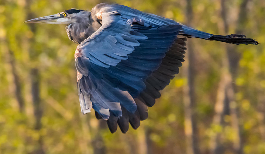 Great Blue Heron in Flight Photograph by Marc Crumpler