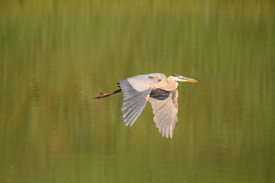 Geat Blue Heron Burgess Res Divide CO Photograph by Margarethe Binkley
