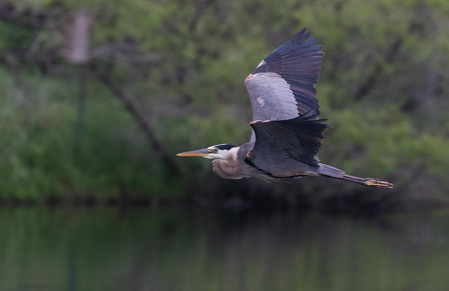 Great Blue Heron in Flight Photograph by Mindy Musick King