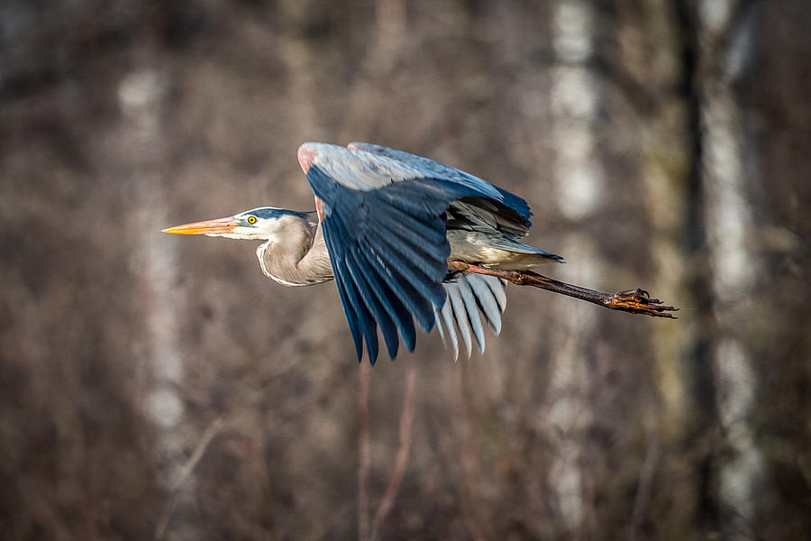 Wildlife Photograph - Great Blue Heron in flight by Paul Freidlund