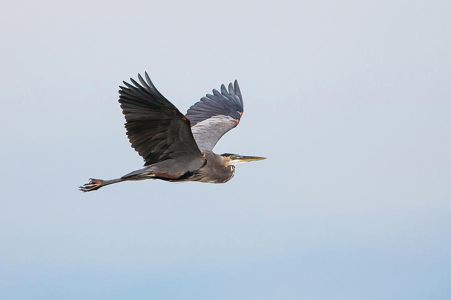 Great Blue Heron In Flight Photograph by Ronnie Maum