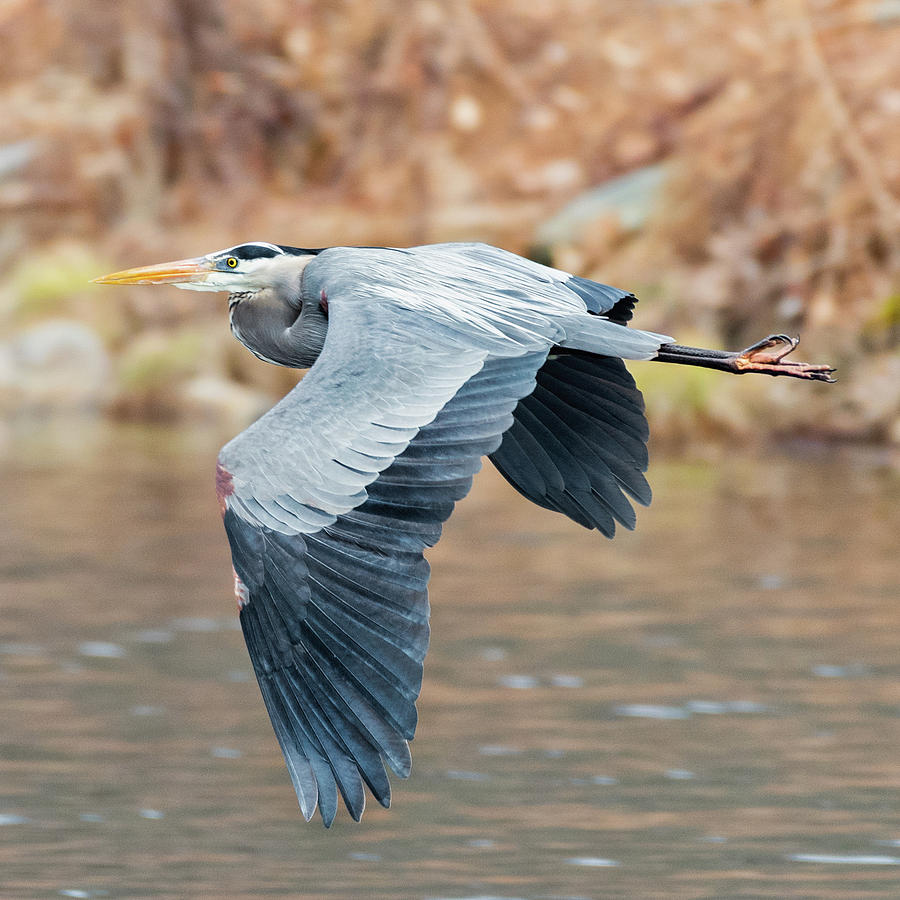 Great Blue Heron in Flight square Photograph by Bill Wakeley