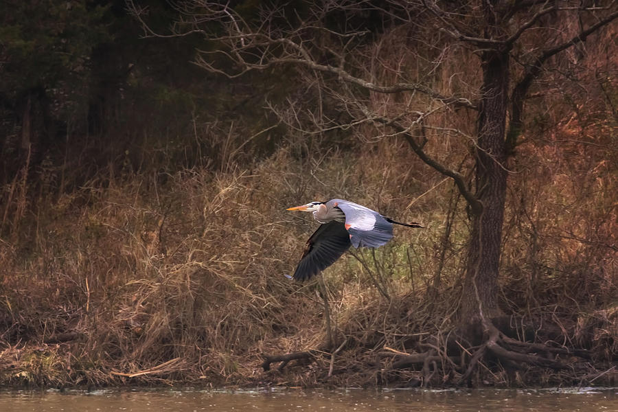Great Blue Heron in Flight Photograph by Susan Rissi Tregoning