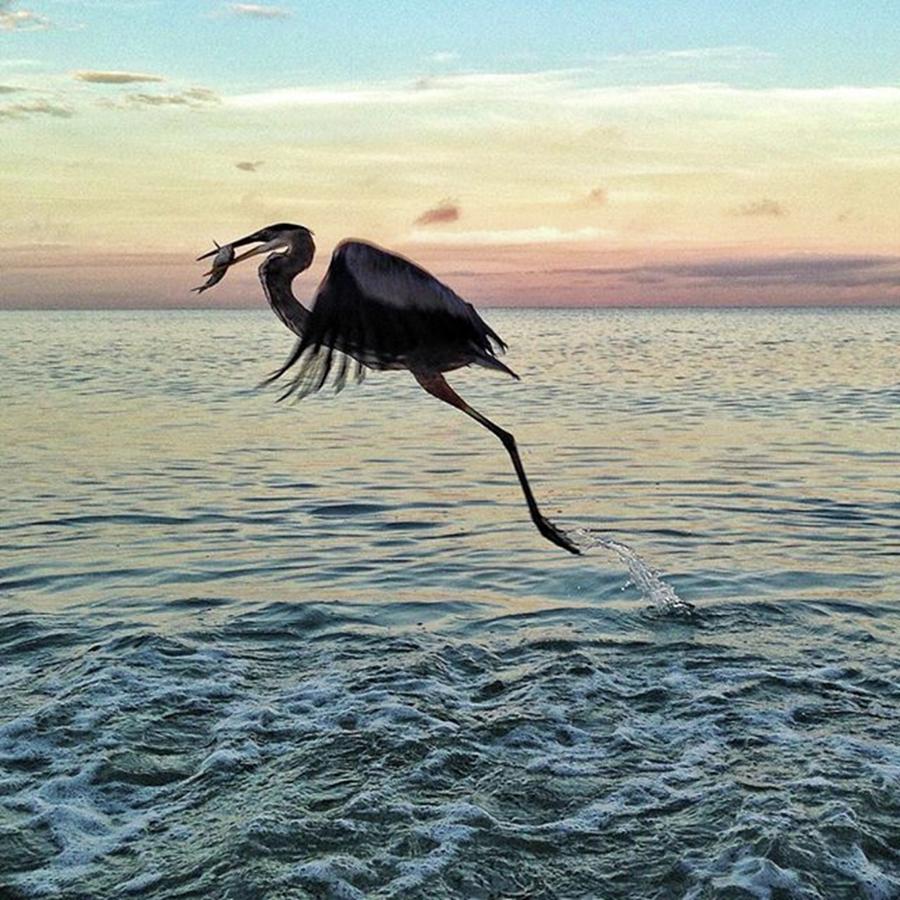 Heron Photograph - Great Blue Heron With Prize Fish by Jennifer Rose Donohue