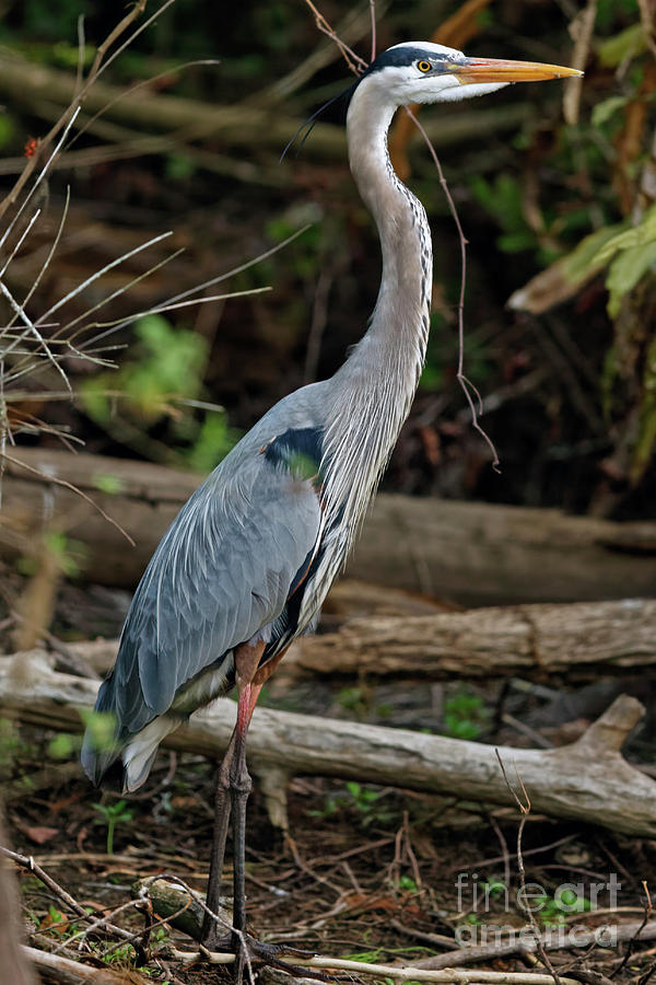 Great Blue Heron in Florida Swamp Photograph by Natural Focal Point Photography