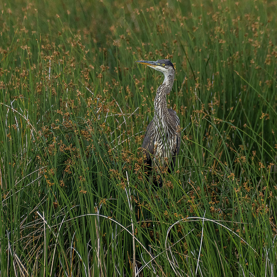 Great Blue Heron In Grass Photograph by Yeates Photography