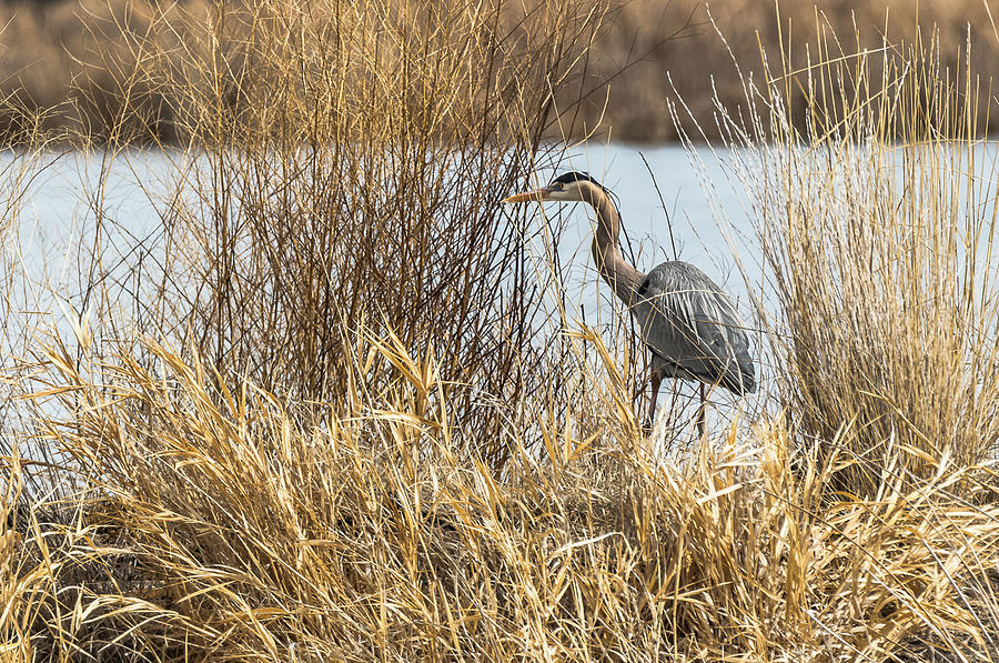 Great Blue Heron In Grasses Photograph by Yeates Photography