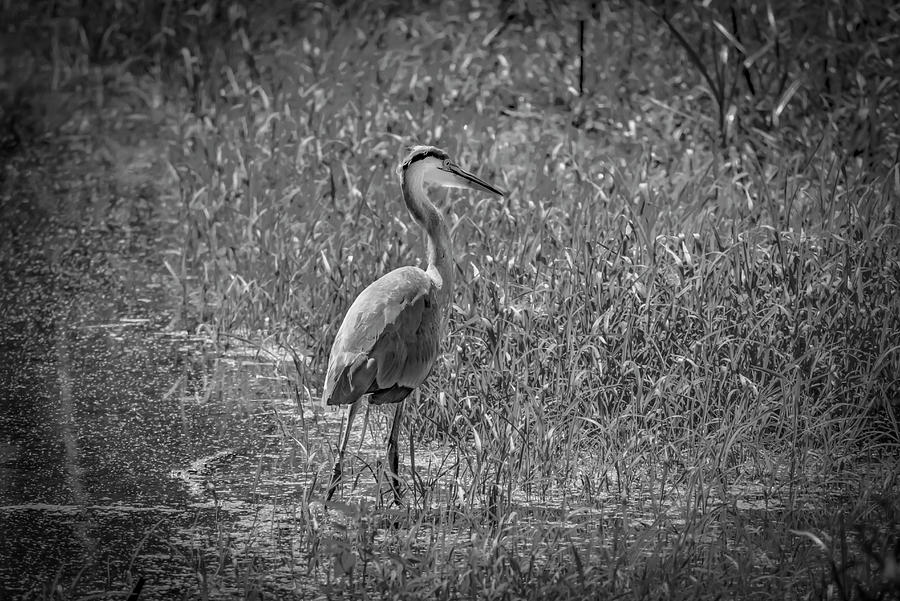 Great Blue Heron In Gray Photograph by Ray Congrove