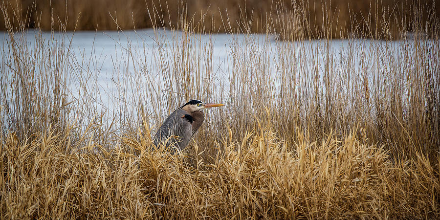 Great Blue Heron In Hiding Photograph by Yeates Photography