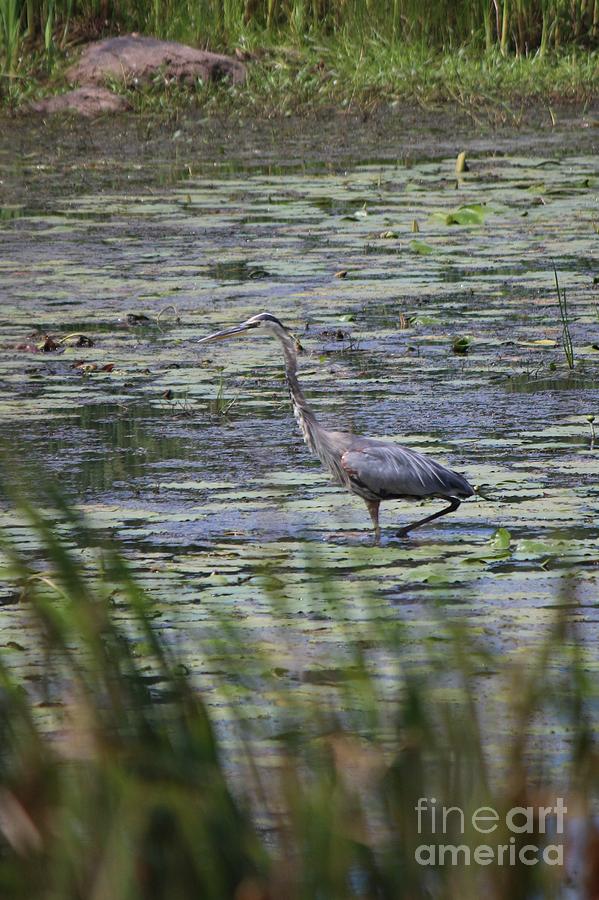 Great Blue Heron Photograph - Great Blue Heron in Maine  by Colleen Snow