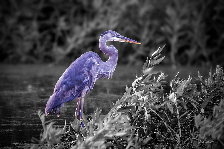 Heron Photograph - Great Blue Heron In Marsh - Color Select by Brian Wallace
