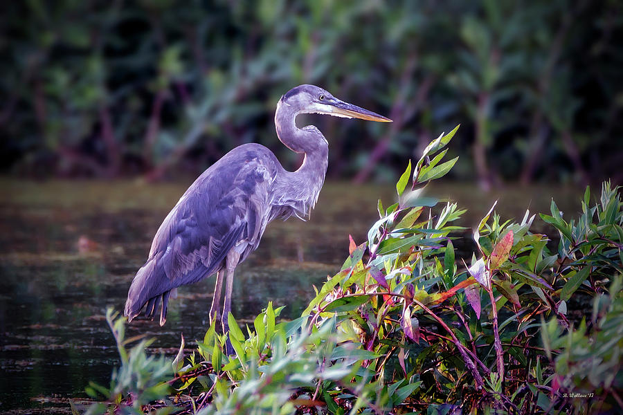 Great Blue Heron In Marsh Photograph by Brian Wallace